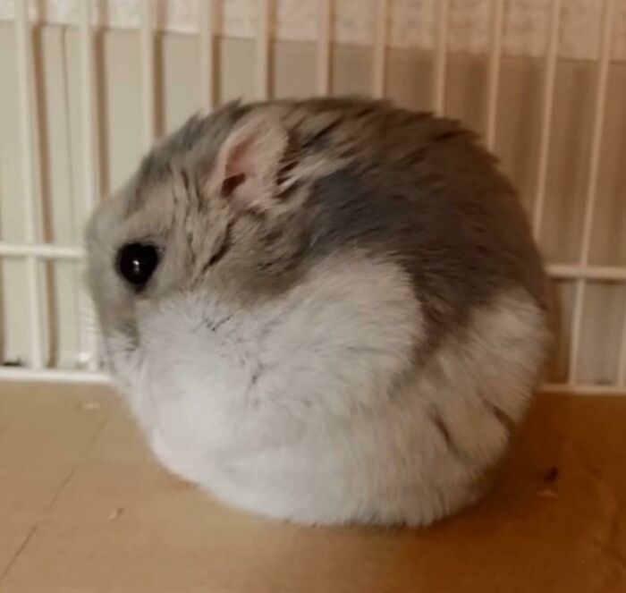 hamster (@hamsterie) on Twitter photo 