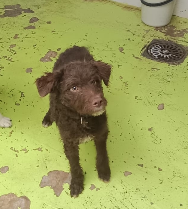 ArcadelTorcal's tweet image. ROCKY, macho cruce de perro de aguas, nacido en Agosto de 2025, que está en #Antequera y busca una adopción responsable.
Tiene chip, vacunas al día, y pasaporte sanitario.
CONTACTO: ARCA DEL TORCAL móvil 637 17 60 58 (Whatssap).