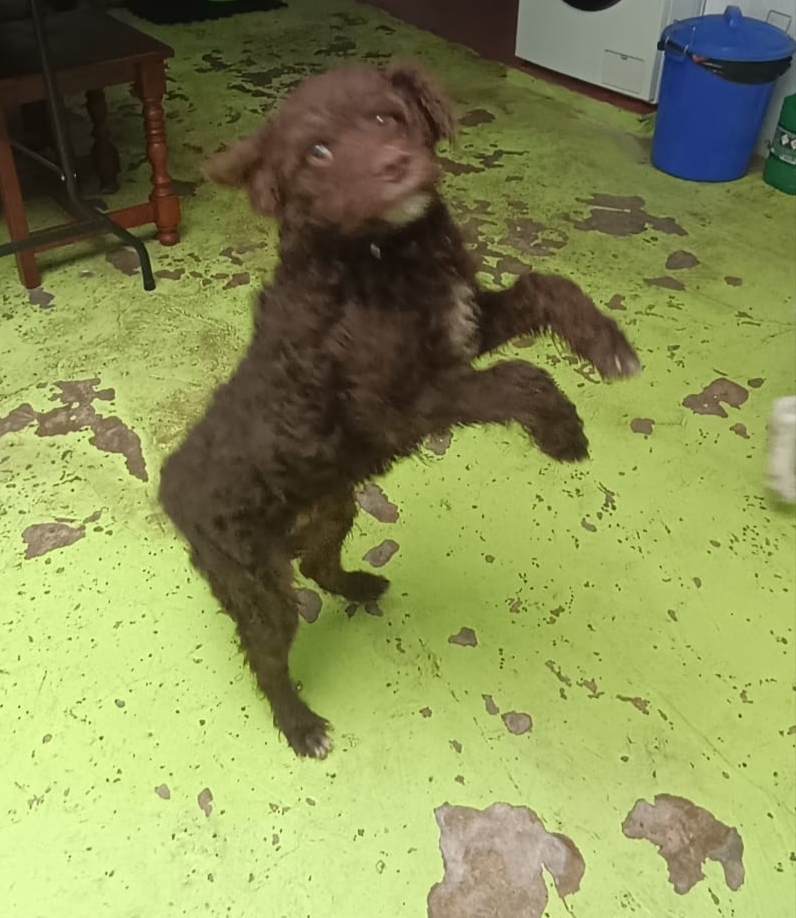 ArcadelTorcal's tweet image. ROCKY, macho cruce de perro de aguas, nacido en Agosto de 2025, que está en #Antequera y busca una adopción responsable.
Tiene chip, vacunas al día, y pasaporte sanitario.
CONTACTO: ARCA DEL TORCAL móvil 637 17 60 58 (Whatssap).