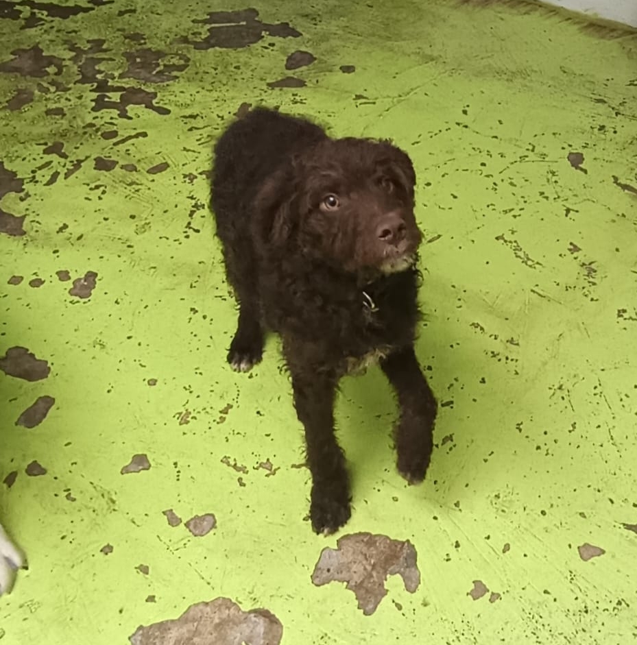 ArcadelTorcal's tweet image. ROCKY, macho cruce de perro de aguas, nacido en Agosto de 2025, que está en #Antequera y busca una adopción responsable.
Tiene chip, vacunas al día, y pasaporte sanitario.
CONTACTO: ARCA DEL TORCAL móvil 637 17 60 58 (Whatssap).