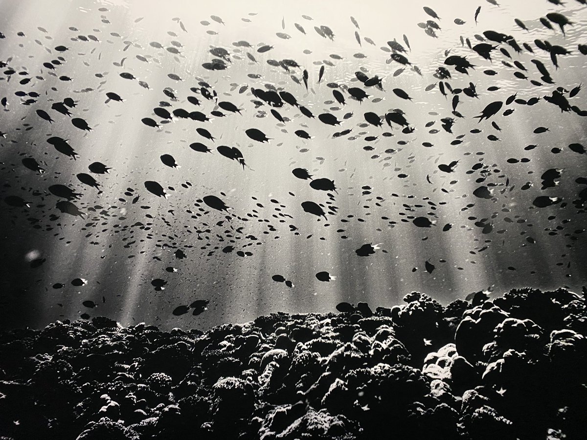 早餐貓 tweet media