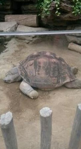 PinkFinestOne's tweet image. 正月にソファで検索する 👨‍👦