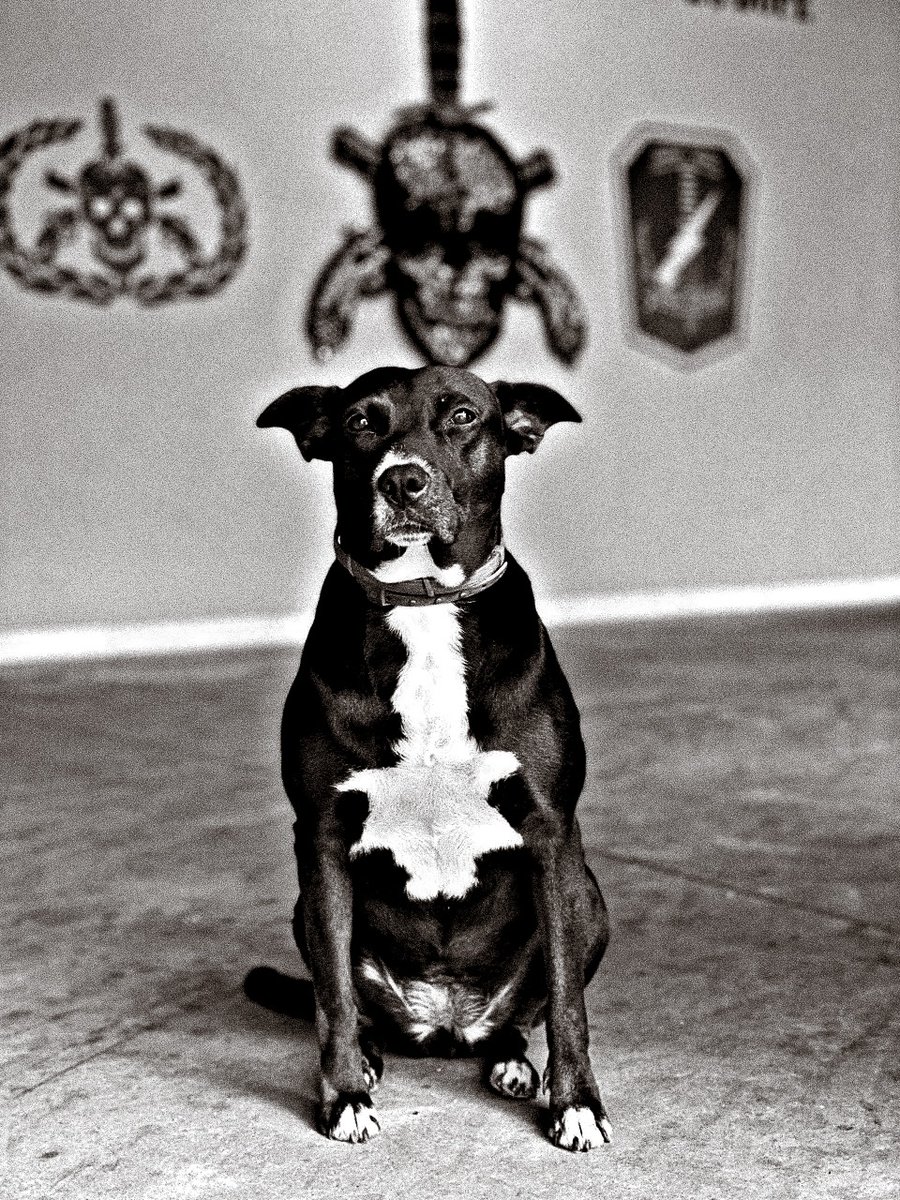 del_brunolima's tweet image. O BOPE se despediu da Pretinha. 😢

Meus sentimentos à todos! 🙌