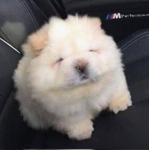 surfingtonni's tweet image. หลับตาปี๋เหมือนกัน....🐶