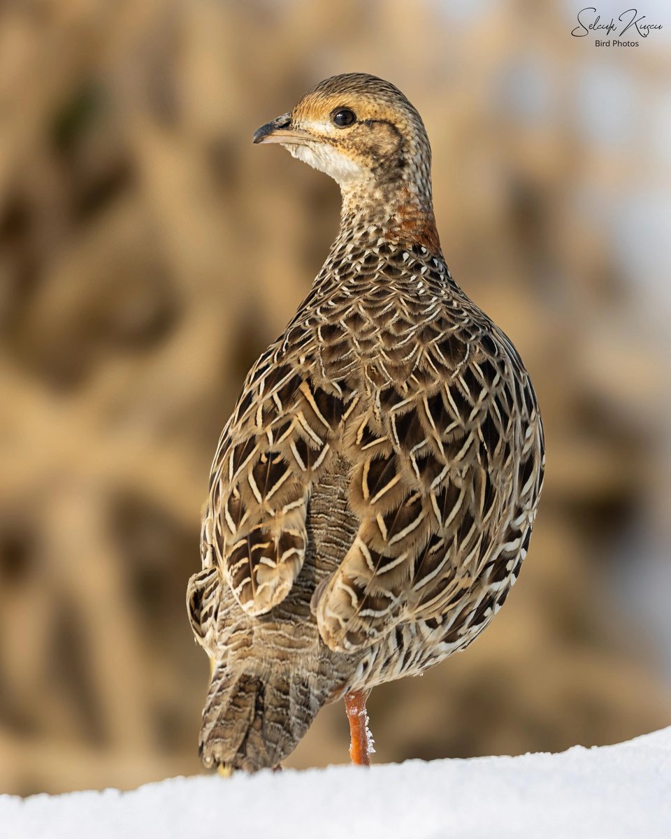 skuscu46's tweet image. İstediğiniz kadar değişik kıyafet giyinin, asla bunlar kadar üzerinize yakışmaz. Açık ve net kuşlar dünyanın en renkli canlılarıdır. 🥰 

#turaç #selcuk_kuscu_birds #KahramanmaraşKuşları