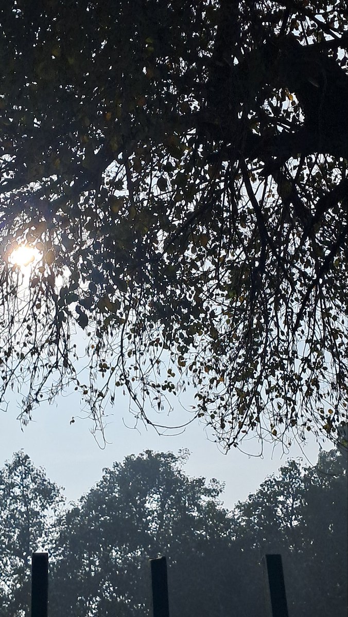 lightseekerusha's tweet photo. Light slips through the leaves,
quiet as a thought you almost miss.
Even when the sky feels distant,
hope knows the way down.

#LightThroughLeaves #QuietMorning #SoftHope #NaturePoetry #Stillness #FindingLight #NatureDiary https://t.co/pDnaPXp4D0