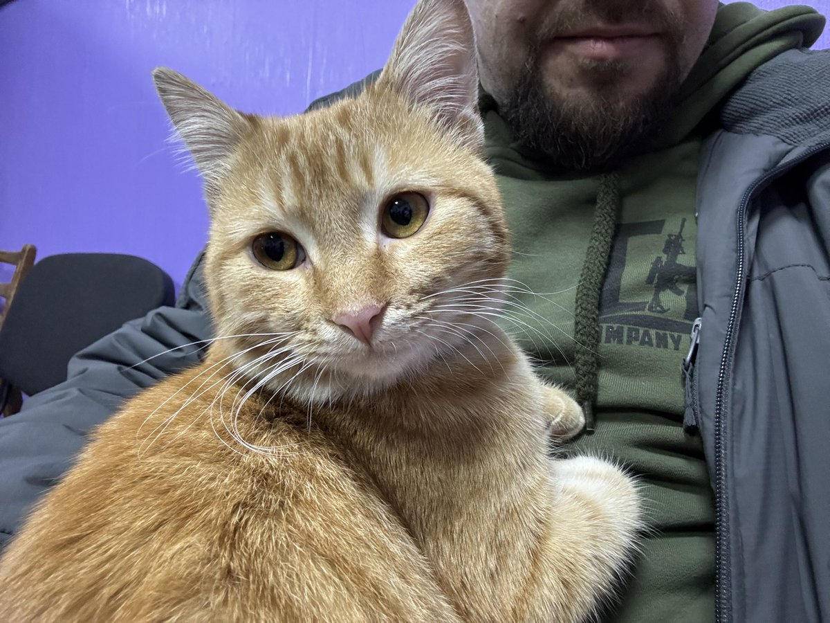 shidne_bydlo's tweet image. Друзі, кому кота? Дуже класний кіт з Донбасу. Треба йому знайти новий дім. Зробіть репости будьласка.