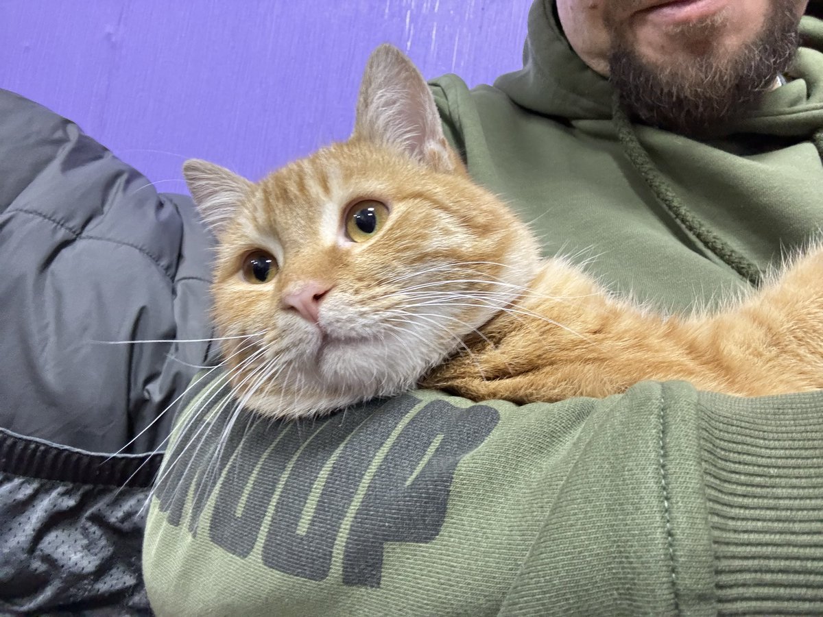 shidne_bydlo's tweet image. Друзі, кому кота? Дуже класний кіт з Донбасу. Треба йому знайти новий дім. Зробіть репости будьласка.