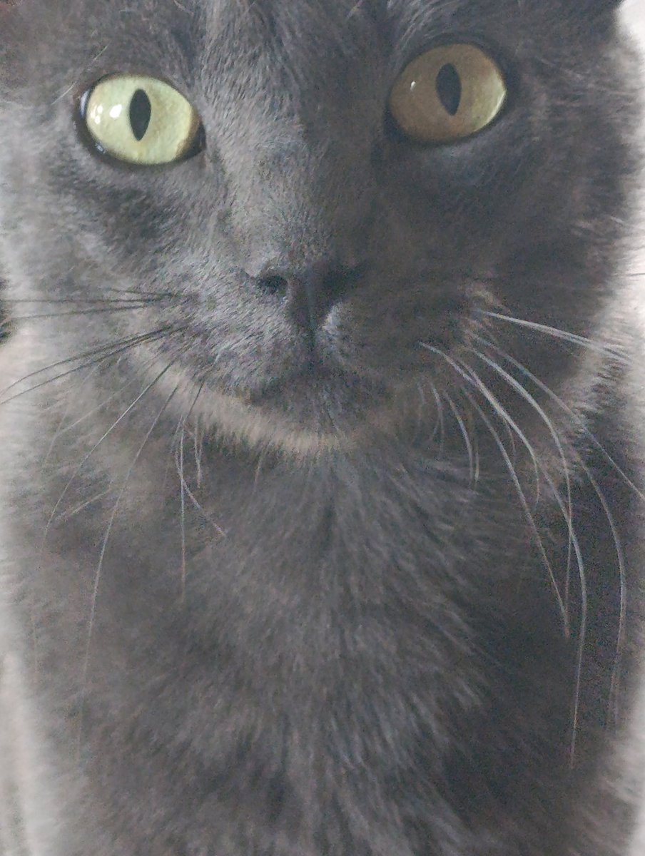 Maximo | 🏳️‍⚧️🇦🇷 tweet media