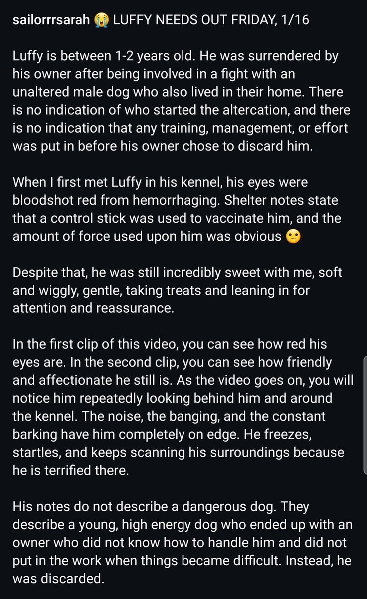 8415_n's tweet image. LUFFY was abandoned by his owner, severely abused by shelter staff.
Volunteer reports that his eyes were bloodshot when she first met him, yet he greeted her with a wagging tail &amp;amp; friendly demeanor. LUFFY will be the best friend you could ever hope for.
instagram.com/reel/DTkXfwJDF…
