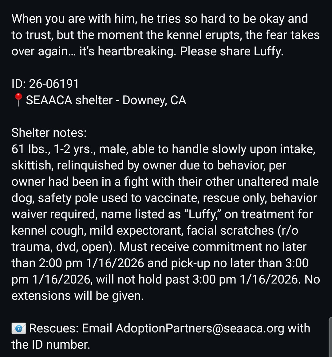 8415_n's tweet image. LUFFY was abandoned by his owner, severely abused by shelter staff.
Volunteer reports that his eyes were bloodshot when she first met him, yet he greeted her with a wagging tail &amp;amp; friendly demeanor. LUFFY will be the best friend you could ever hope for.
instagram.com/reel/DTkXfwJDF…