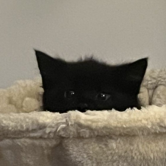 marimaripinto's tweet photo. Seki is just a cute little black kitty. Look at him. Like if you think hes the cutest person in the world. https://t.co/FFG5p8FNxF