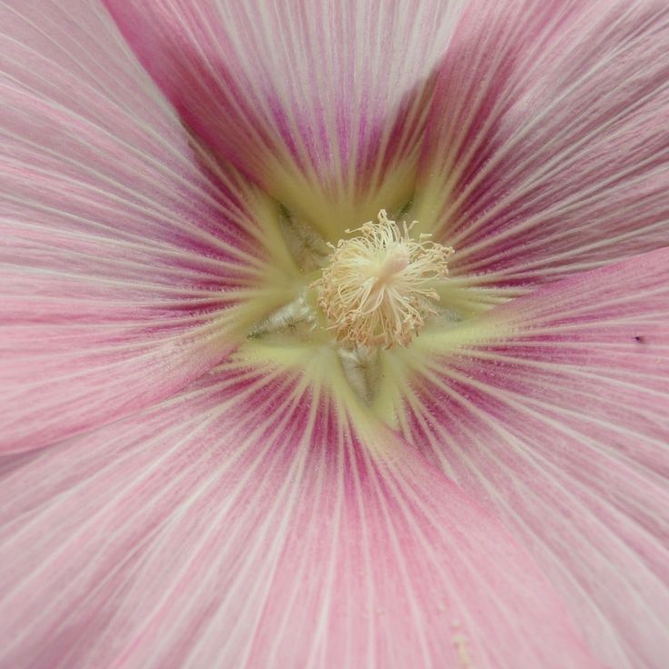 Sanghyeqn's tweet image. There’s a playful harmony in the way peace signs pop up, plushies get hugged a little tighter, and eyes sparkle with mischief rather than stage lights. Aura of the room is gentle and bubbly, a cozy kind of happiness that doesn’t try to impress, only to include.