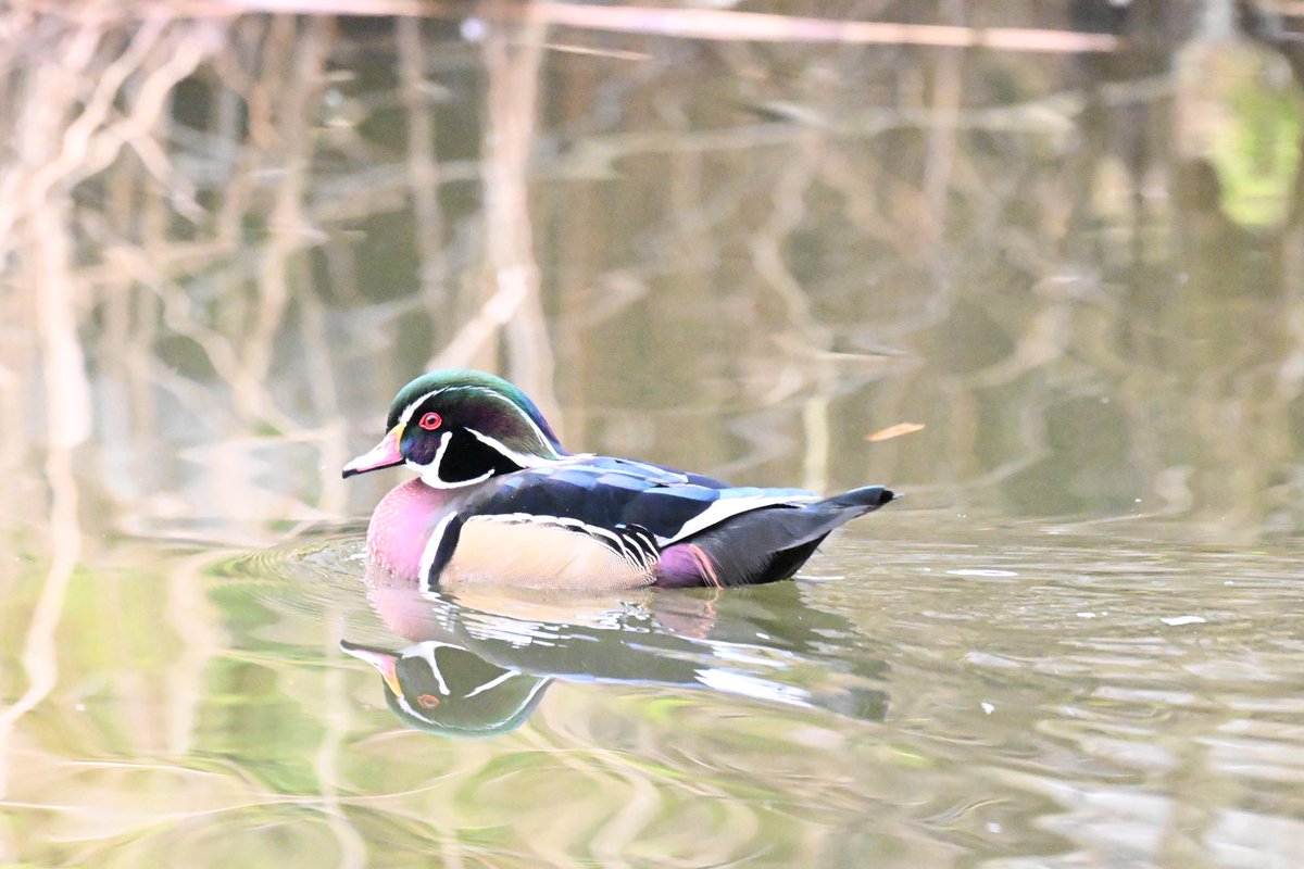 First Wood Duck I’ve ever seen.I thought it was a Mandarin Duck at first😊