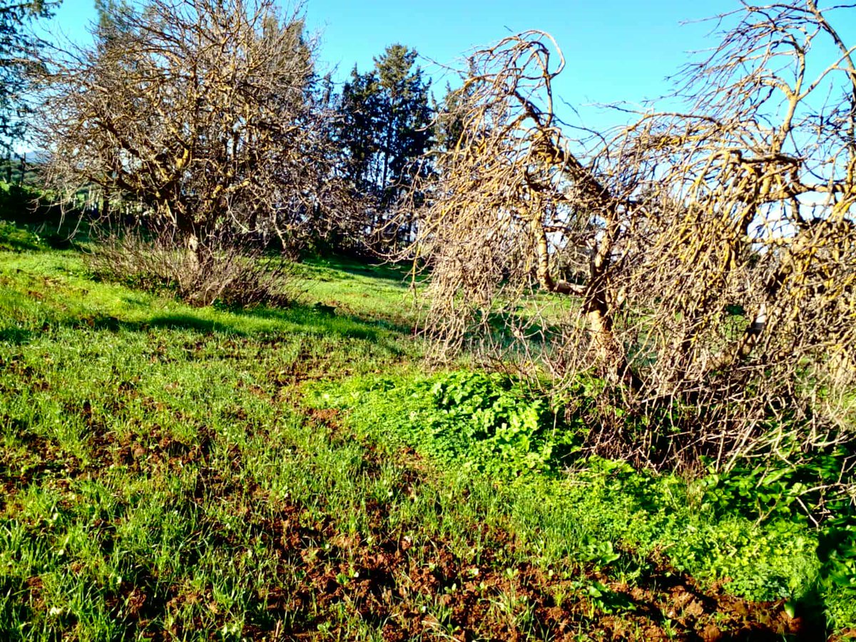 AGROFIG PRIMA tweet media