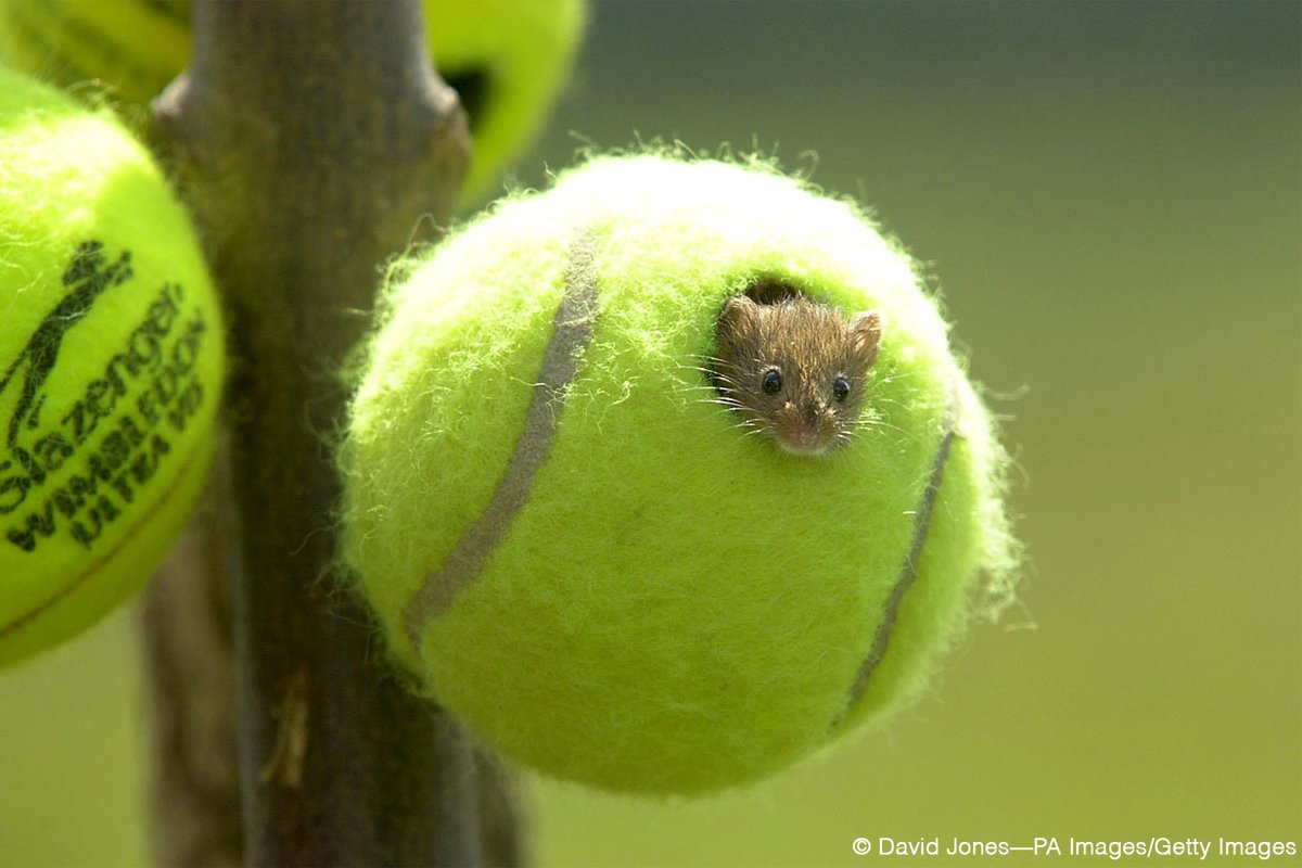 Britannica's tweet image. It's been a long week. Please enjoy this timeline cleanse.

After the Wimbledon tournament each year, some of the 55,000 used tennis balls are upcycled into tiny shelters for harvest mice.

You're welcome.