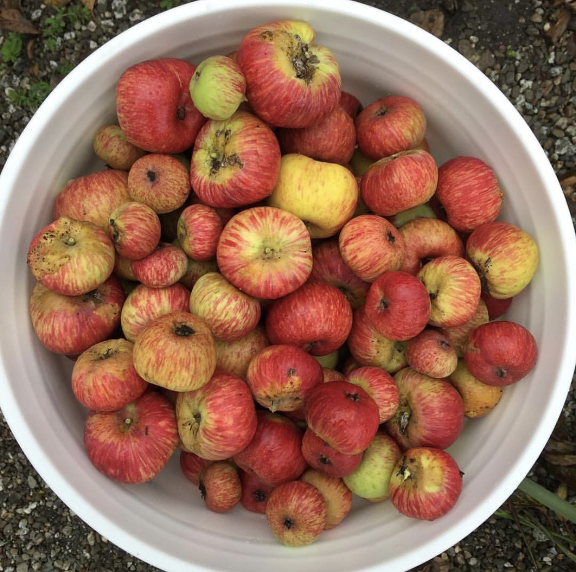 posterity ciderworks tweet media