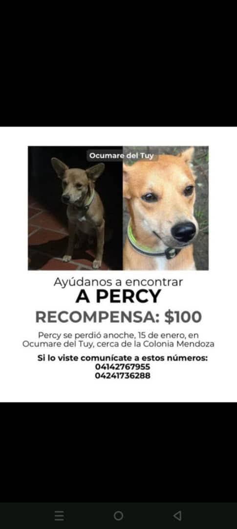 Se busca a Percy en Ocumare del Tuy