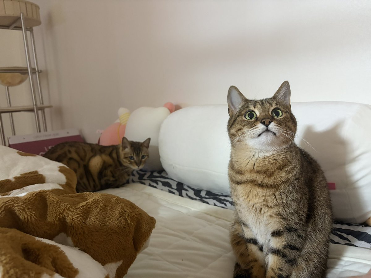 밤낮 바껴서 고양이랑 딩구는중