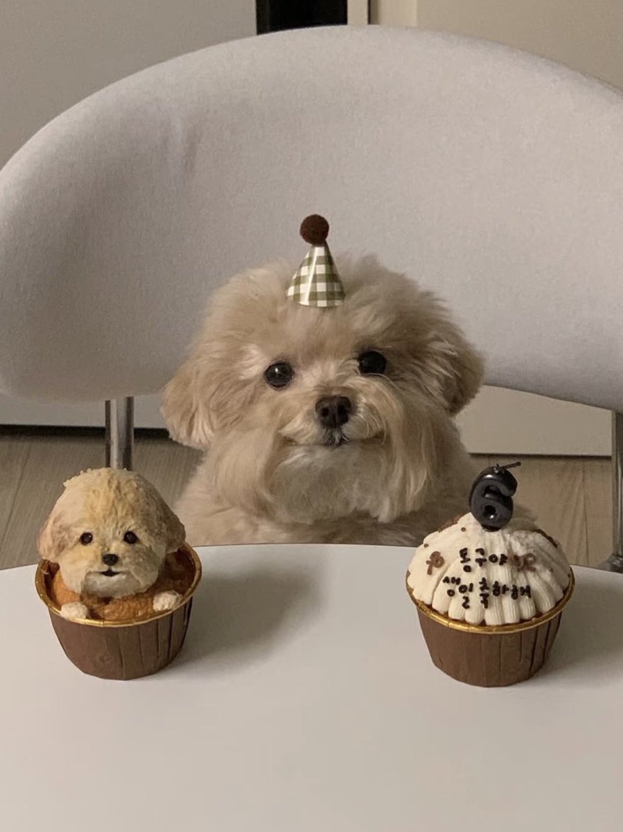 💖 (@twaniimals) on Twitter photo 