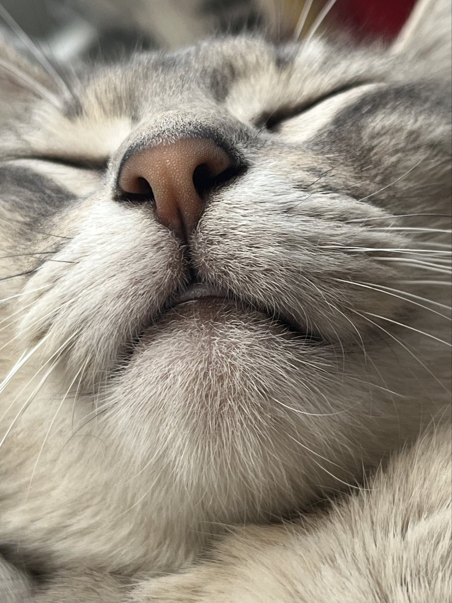 strokeaura's tweet image. a la pancha de mi gata se le escapa la lengua cuando duerme