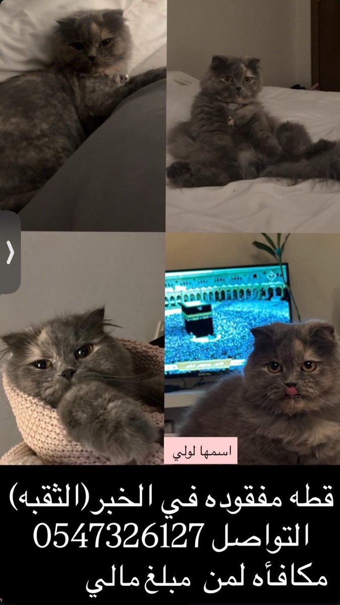 فوفو🫐 tweet media