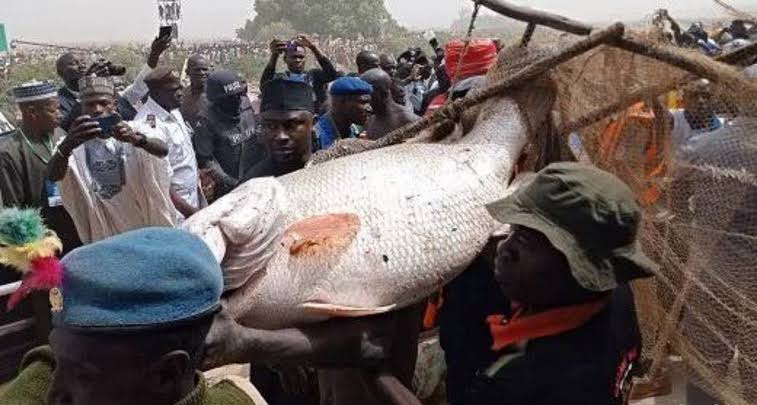 アフリカ最大級で最も有名な祭りの一つであるアルグング漁祭りは、数万人もの漁師が集まり、最も大きな魚を捕まえることを競う壮大なイベントですこの祭りは2月に開催予定ですが、今から楽しみにしていますか？ 🐠🐋🐟🇳🇬🇯🇵