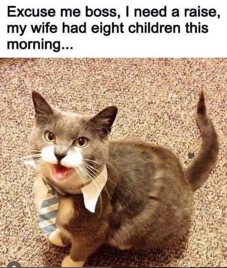 TweetsOfCats's tweet image. 