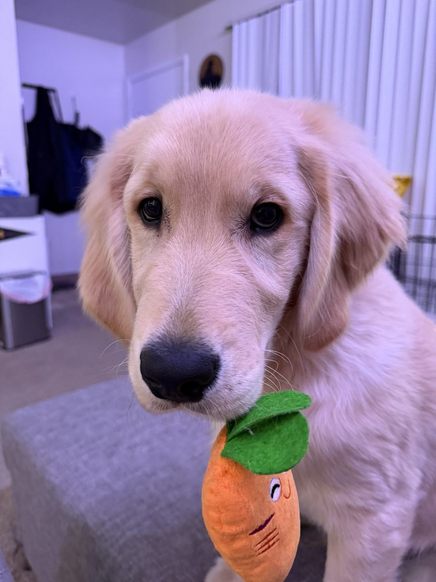 biteyrix's tweet image. 🐶