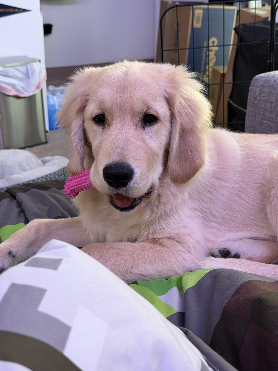 biteyrix's tweet image. 🐶