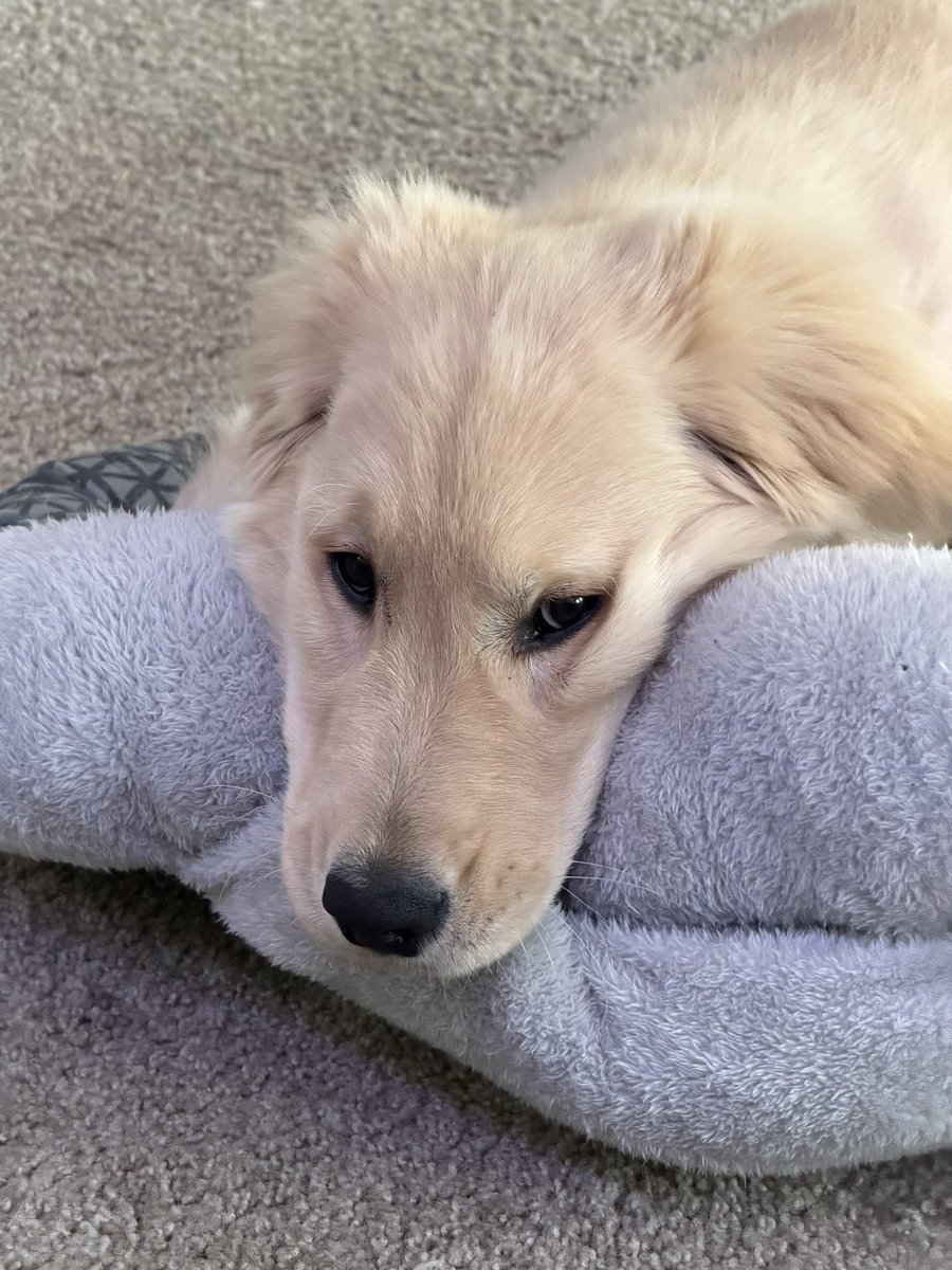 biteyrix's tweet image. 🐶