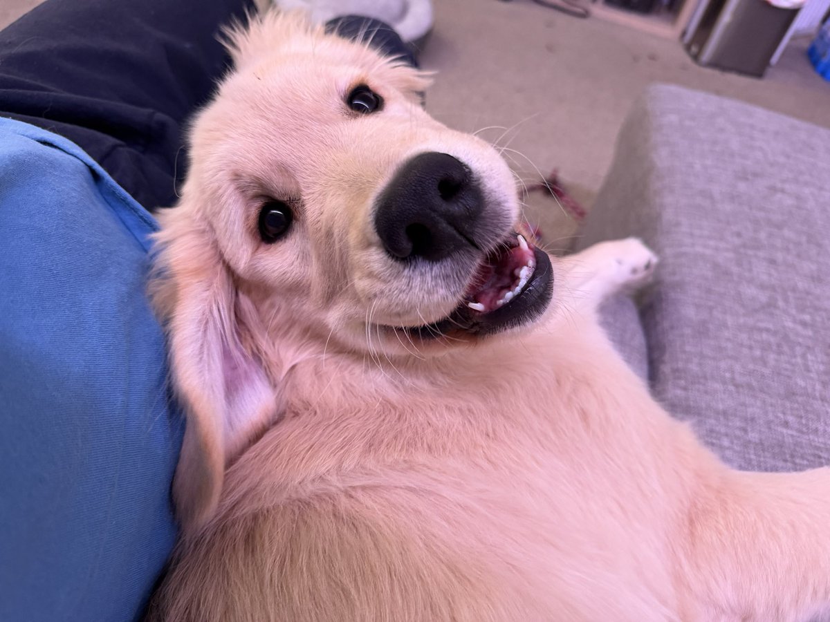 biteyrix's tweet image. 🐶