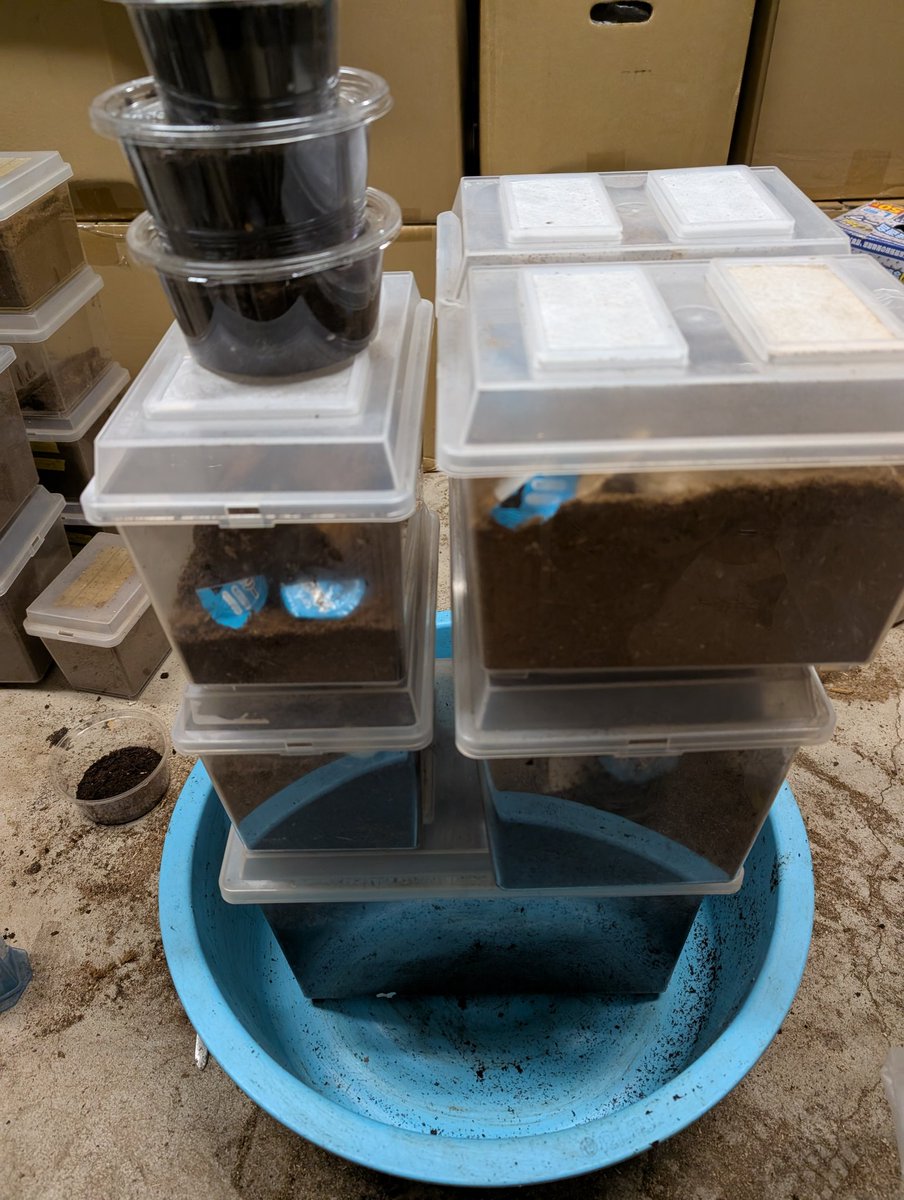 カブト、カナブンのセット割り出し終了！ お亡くなりは3♀。 お疲れ様