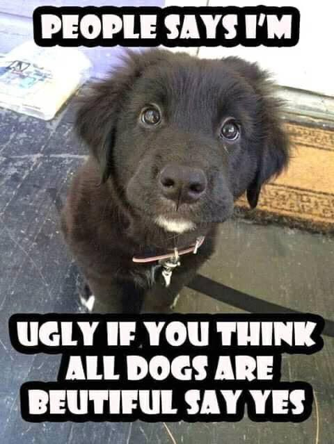 _XDogs's tweet image. 