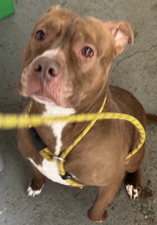 dotslondon's tweet image. Meet Remi

A beautiful soul who has been through far more than she ever should have.

Remi was seized by the Met police after being believed to be a “type” dog. What makes this even more heartbreaking is that she had already been seized 6–8 months earlier for the same reason and…