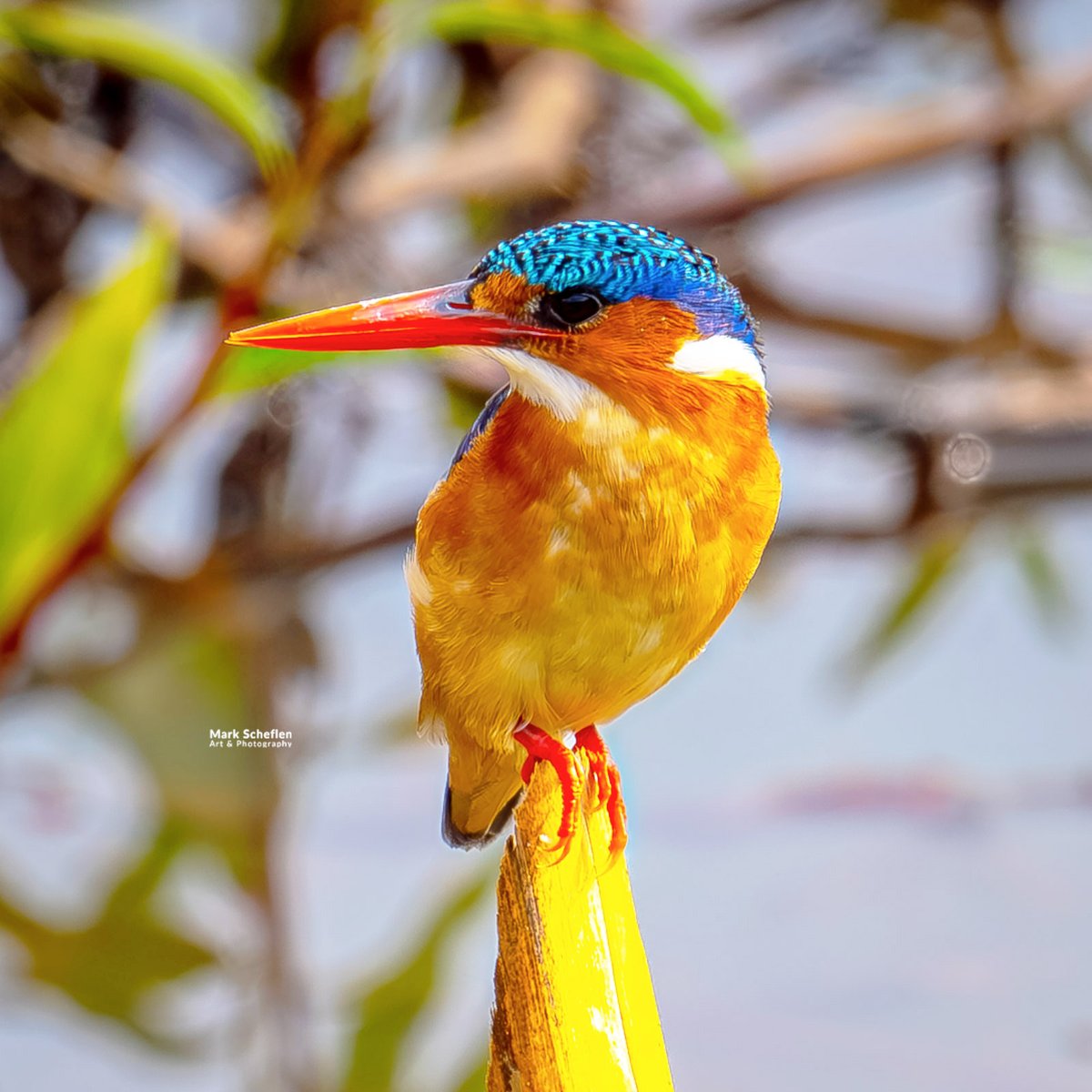 Mark Scheflen (kiboko_mark) tweet media