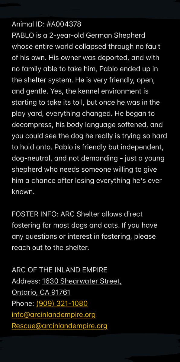 FoxtrotSh1tUp's tweet image. 🚨URGENT!🚨 PABLO (ID: #A004378)
2yr German Shepherd- Male 

Pablo is set to be Euthanized on MON 1/19 @ 5pm. He wont be given any more extensions 

Located: ARC OF THE INLAND EMPIRE SHELTER. Ontario, California 

He needs an Adopter, local foster, or rescue ASAP! ‼️🚨