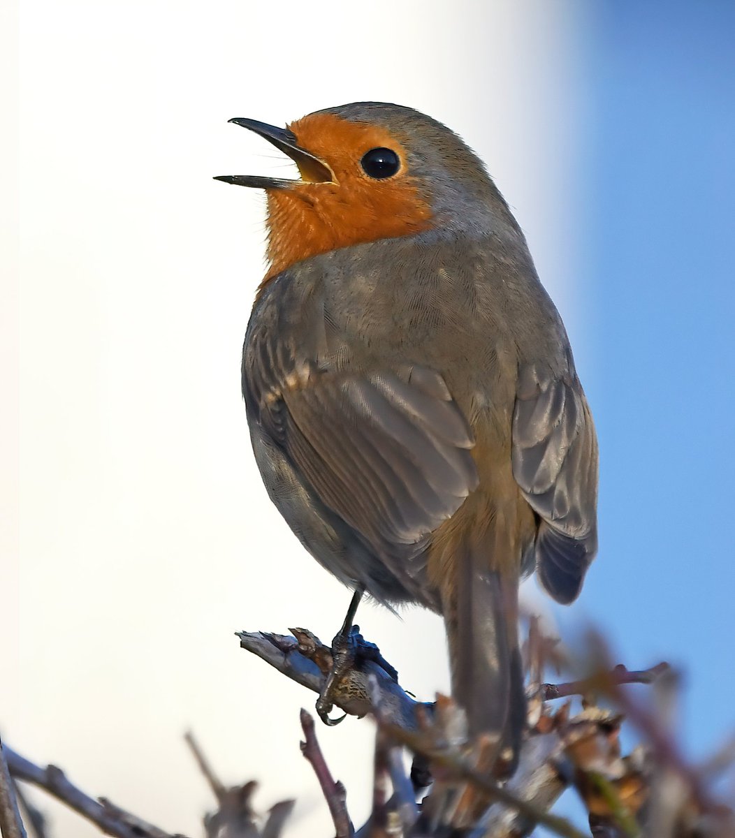 CarlBovisNature's tweet image. Singing Robin! 😍🐦