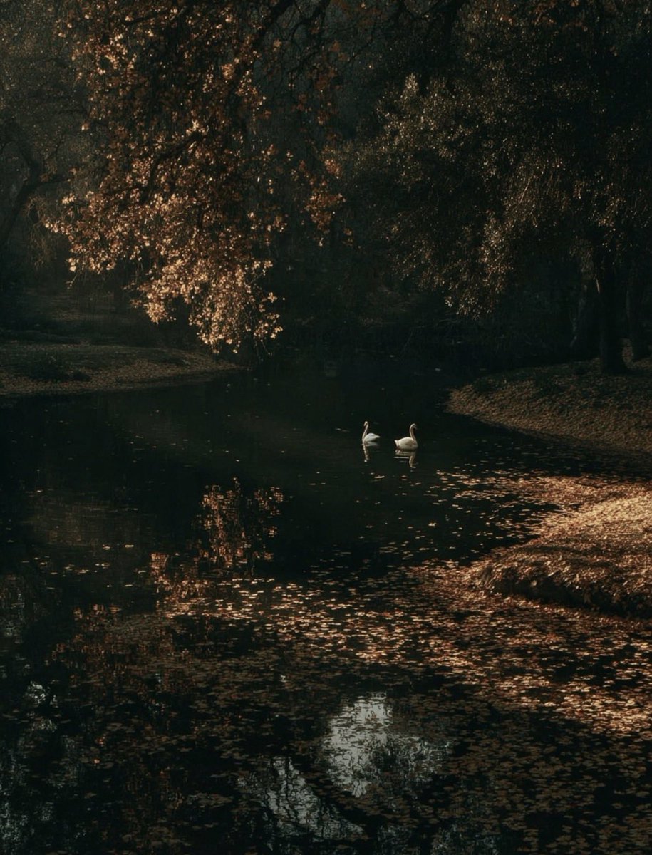 greenvibe's tweet photo. Soft fall ✨ https://t.co/w3JJtTYSNB