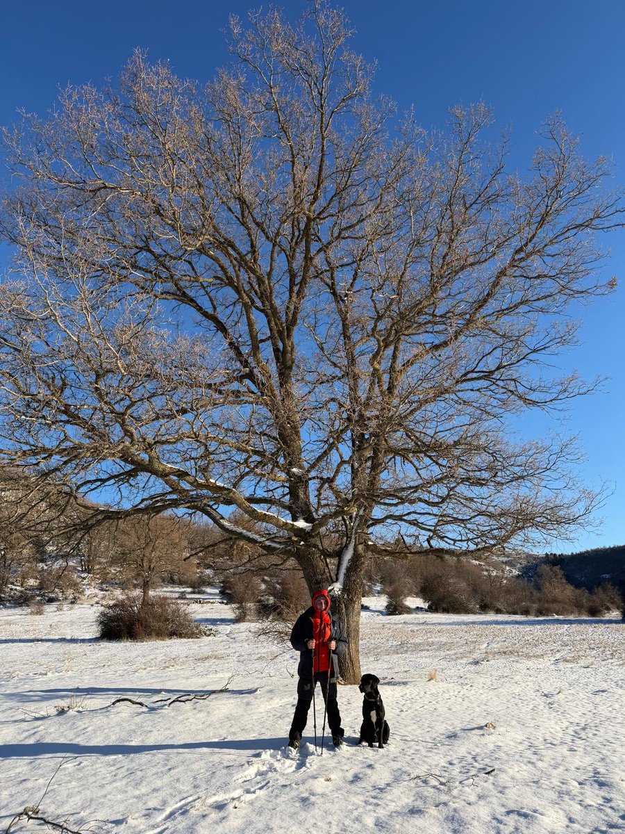 Los días de invierno en la naturaleza son especiales, el crujir de las ramas con el viento, las presencias que se hacen más presentes con el silencio reinante, esa luz tibia y difuminada del cielo que acompaña ese ritmo de reposo.
#InviernoAltoTajo
#FaunaAltoTajo
#GuiandoSentidos