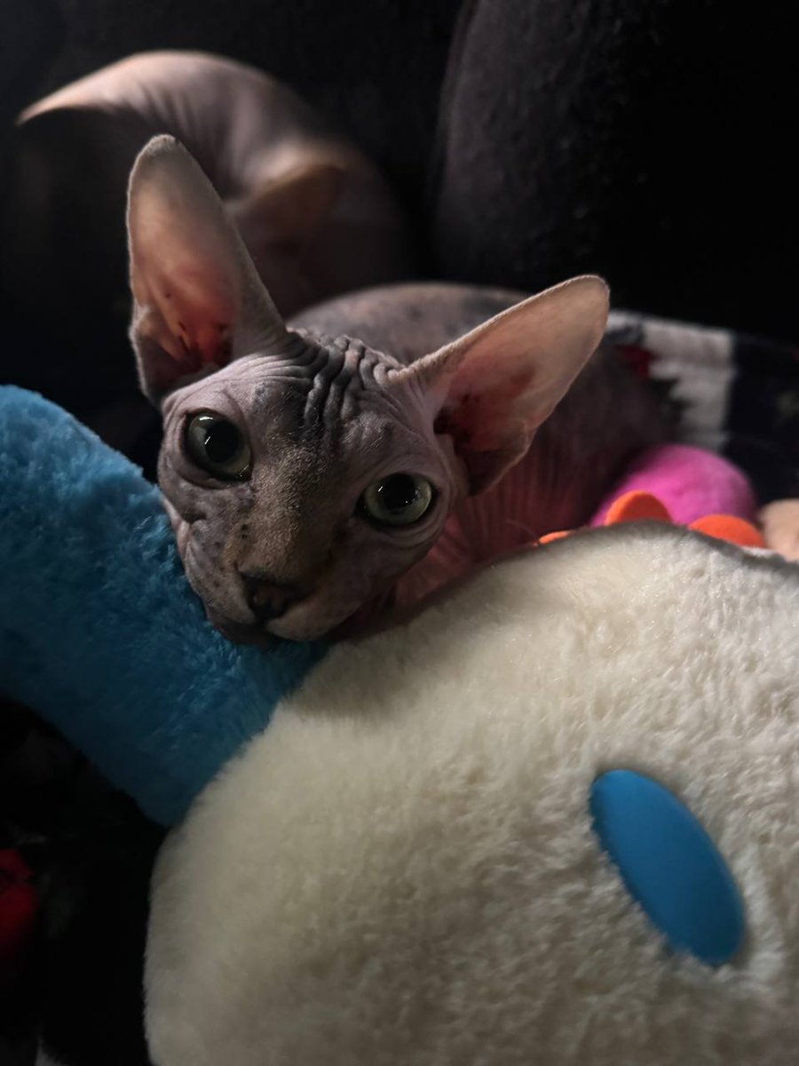 PRNFM1's tweet image. 🖤🖤🖤