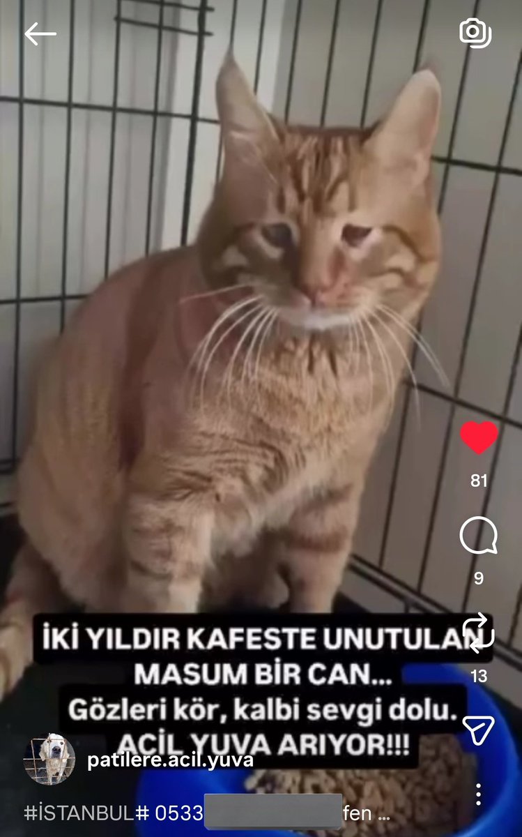 <a href="/BbKarinca2554/">BB_Karinca</a> <a href="/totorovekanks/">TotoroveKankileri</a> Hayvansever tüm hesaplara yardım çağrısıdır.
Bu çocuk 2 yıldan fazla zamandır kafeste kalıyormuş. ÜSTELİK KÖR. İstanbul'da yuva aranıyor. Lütfen paylaşıp destek olur musunuz? İletişim kurmak isteyen olursa numara verilecektir