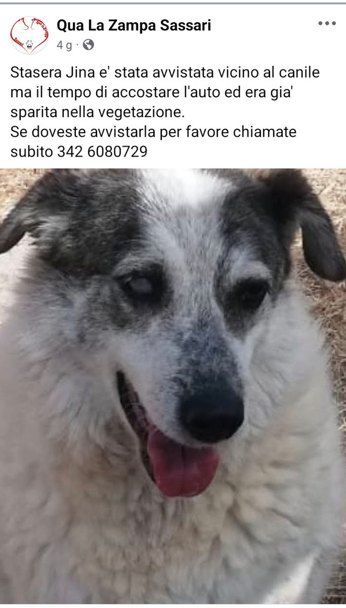 SMARRITA 🆘🆘🆘🆘🆘☎️ 342 6080729🐕 
facebook.com/share/p/1BqUsN…. Condividete JINA SMARRITA #4voiceless Sassari  #sassari