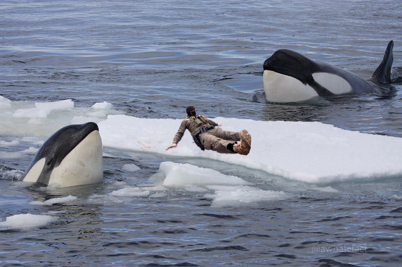 whalefact tweet media