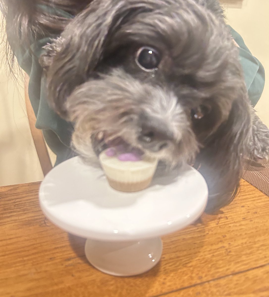 Waffles_ShihPoo's tweet photo. Thank yoos all for da loverly birthday messages. Me is so vewy grateful for yoos frenship.
🤍
Me had a magical day! Mama gived me a peanut butter cuppycake to celebrate! Yum! 🧁🥜 #dofsofX #Xdogs https://t.co/vSVm828WlV