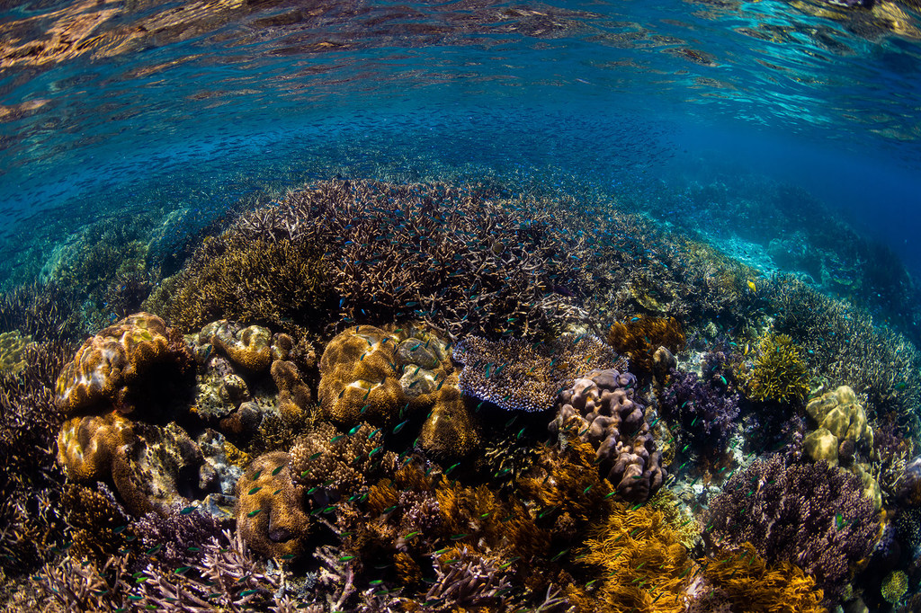 🌊 Con la entrada en vigor del Tratado de Alta Mar, #AméricaLatina, el #Caribe y el mundo avanzan hacia una gobernanza oceánica más justa, sostenible y basada en el conocimiento.
Se trata de una herramienta clave para proteger la biodiversidad, fortalecer capacidades y cerrar