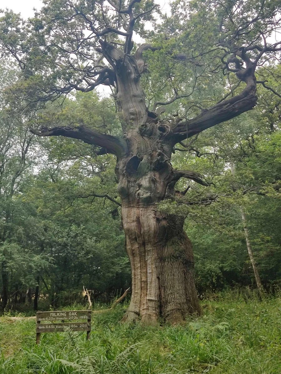 TheKentAcorn's tweet image. Milking Oak - Salcey Forest, Northamptonshire

One of many 600 year old oaks, but there is only a small fragment left of the former medieval hunting forest
