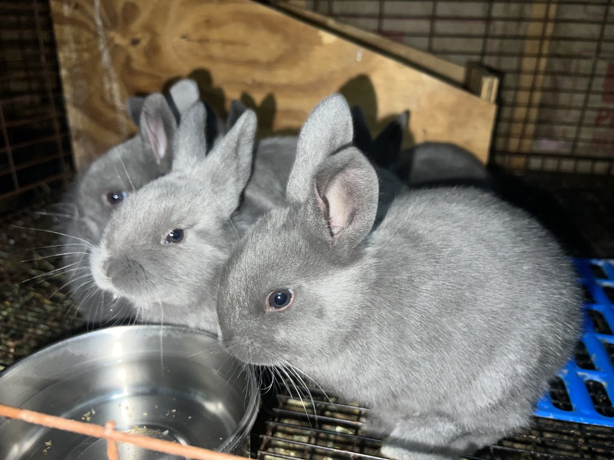 RaefMusic's tweet image. These silver fox beauties are our new favorites #rabbitry