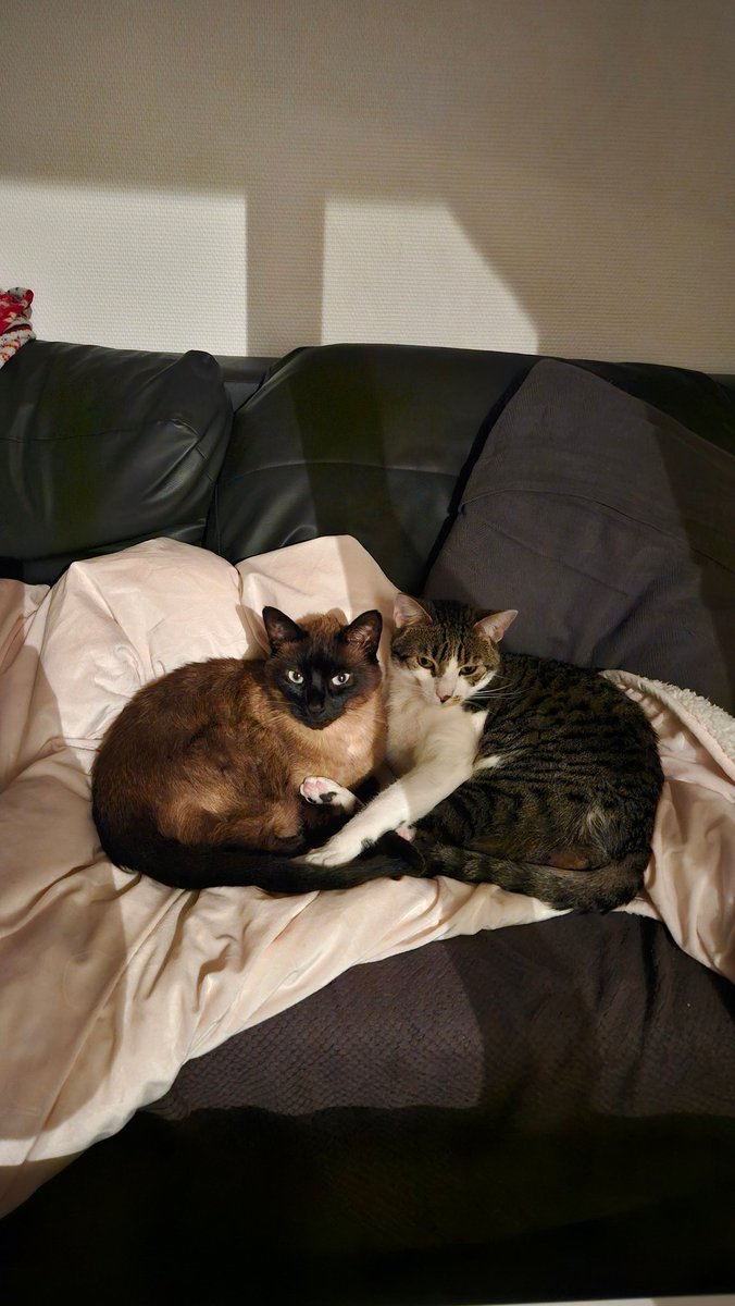 SeJuYu's tweet image. On rentre personne nous acceuil bah normale vue que visiblement ON DÉRANGE