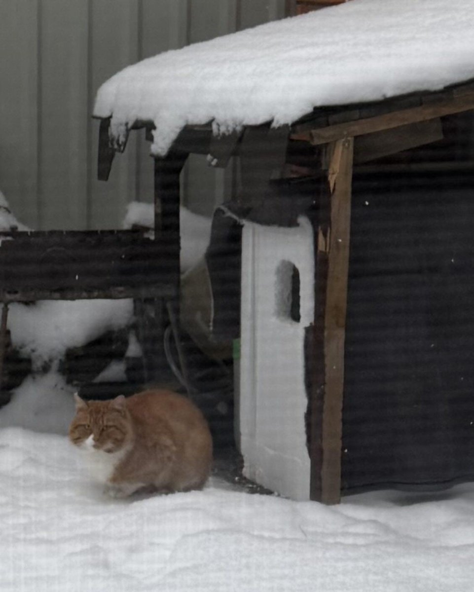 MurchikiUa's tweet image. В Києві під опікою волонтера є такий кіт. Шукає дім
Хто хотів рудого розумника, врятувати з вулиці в хороші умови (без самовигулу, сітки на вікнах, якісне харчування), пишіть на телеграм 0637311130
Ми як притулок можемо допомогти підготувати до домашнього життя - вакцинація,…